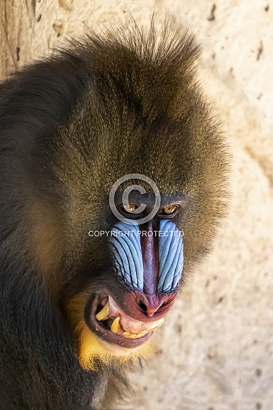 Mandrill (Mandrillus sphinx)