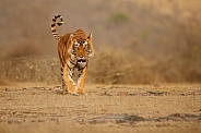 Beautiful tiger in the nature habitat. Tiger pose in amazing light. Wildlife scene with wild animal. Indian wildlife. Indian tiger. Panthera tigris tigris.