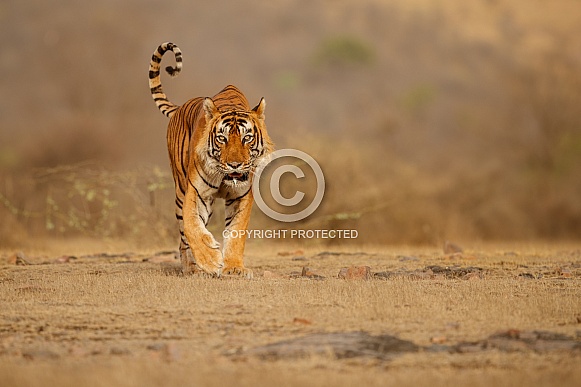 Beautiful tiger in the nature habitat. Tiger pose in amazing light. Wildlife scene with wild animal. Indian wildlife. Indian tiger. Panthera tigris tigris.