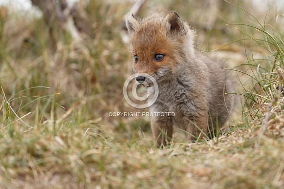 Red fox cubs