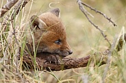 Red fox cubs in there natural habitat