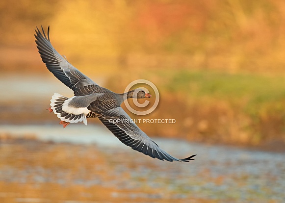 Greylag Goose in Flight
