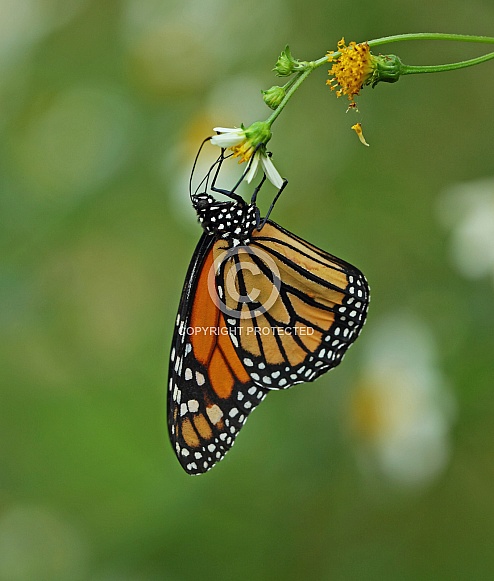 Monarch