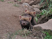 Young Bush Dogs