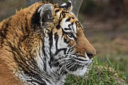 Female Amur Tiger
