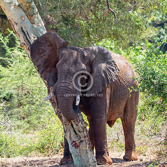 African Elephant Bull