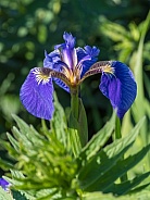 Alaskan Wild Iris in Summer