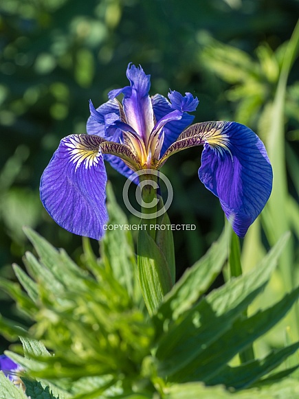 Alaskan Wild Iris in Summer Alaskan Wild Iris in Summer