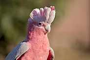 Galah Cockatoo