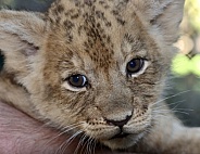 Lion Cub