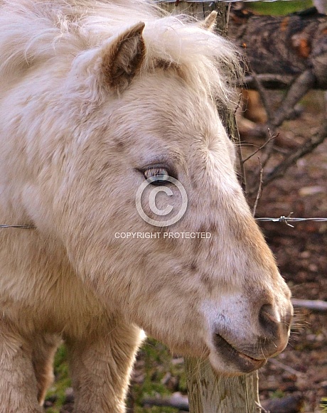 Shetland Pony