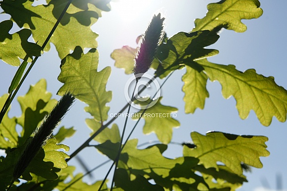 Wildlflowers