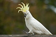 Sulphur-Crested Cockatoo.