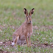 Brown Hare