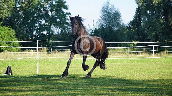 Black Horse Black Horse