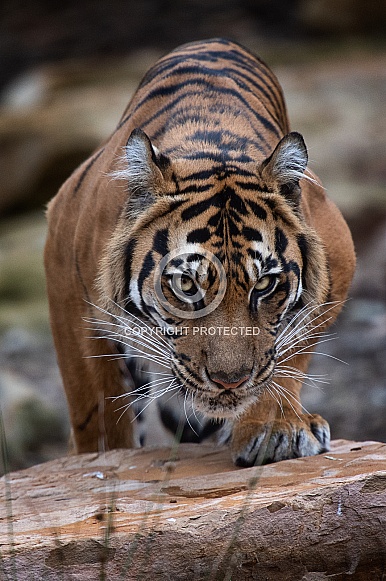 Sumatran tiger Sumatran tiger