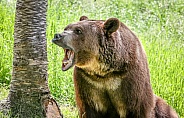 Grizzly bear in spring grass