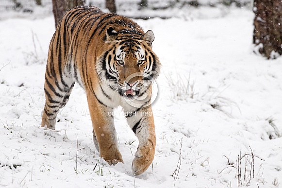 Siberian tiger in the snow