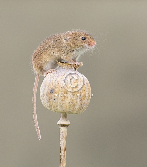 Harvest Mice