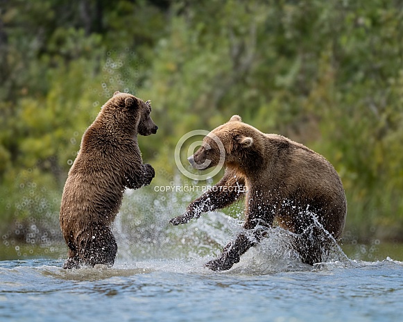 Sow and cub playing in the water