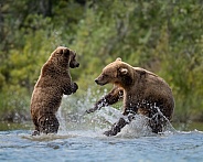Sow and cub playing in the water