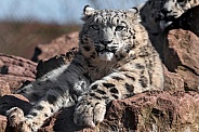 Young Snow Leopard Lying On Rocks