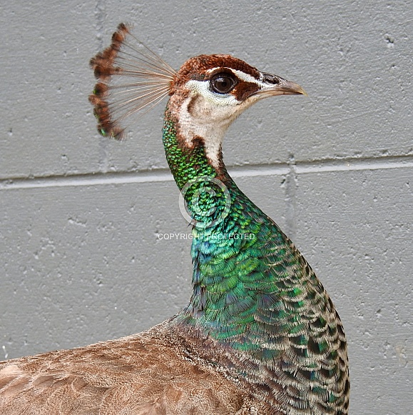 Female peacock - Peahen