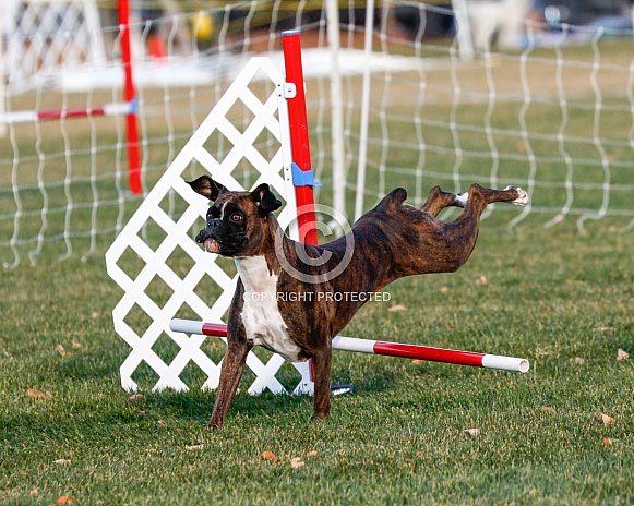 Boxer dog falling off an agility jump