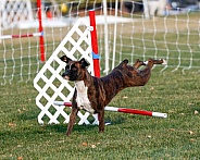 Boxer dog falling off an agility jump