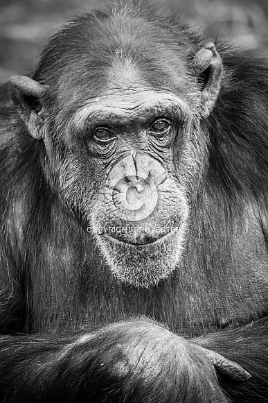 Chimpanzee Chimpanzee