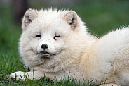 Pretty arctic fox
