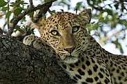 Leopard in tree