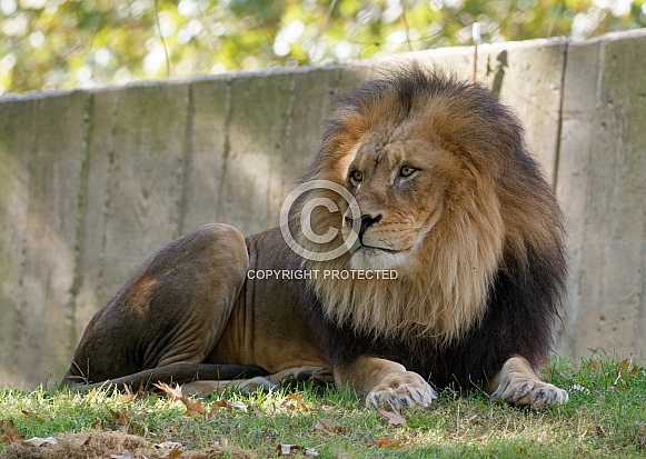 Male Lion