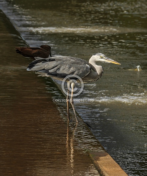 Grey Heron Grey Heron