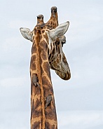 Giraffe And Oxpeckers