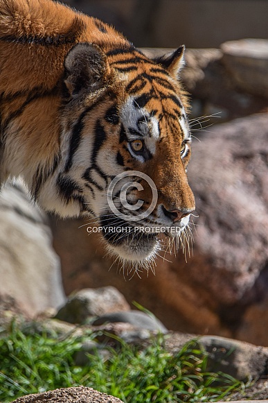 Male Amur Tiger