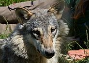 European Grey Wolf