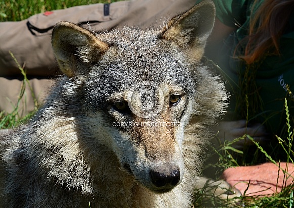 European Grey Wolf