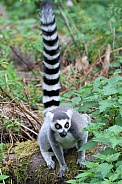 Ring-tailed Lemur
