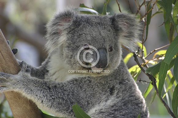 Koala