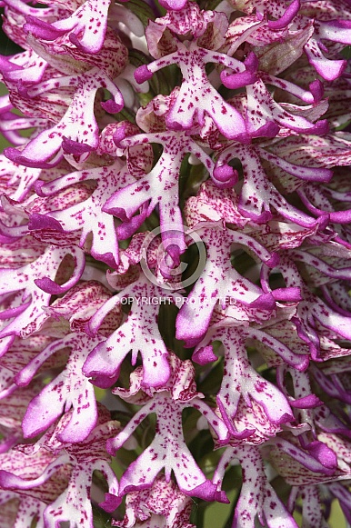 Lady x monkey orchid hybrid - flower close up Lady x monkey orchid hybrid - flower close up