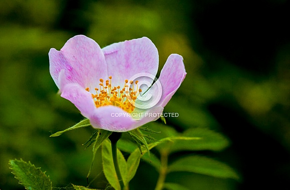 Dog Rose