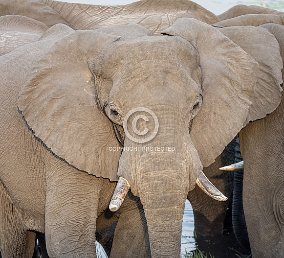 African Elephant Portrait