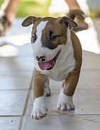 Red bull terrier puppy on the tile