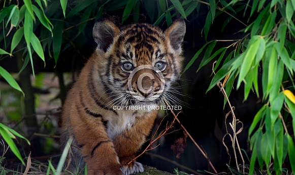 Sumatran Tiger Cub Close Up