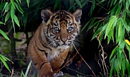 Sumatran Tiger Cub Close Up