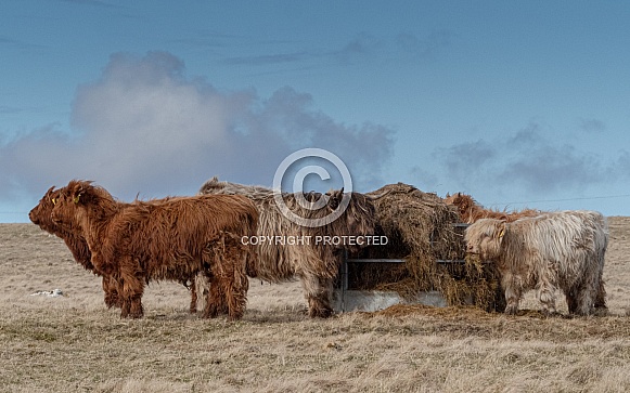 Highland cow