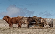 Highland cow