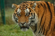 Amur Tiger Face Shot. Coming Into Shot From The Right.