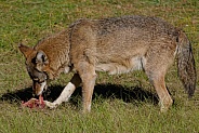 Red Wolf